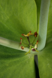 Euphorbia lathyris RCP5-10 190.jpg